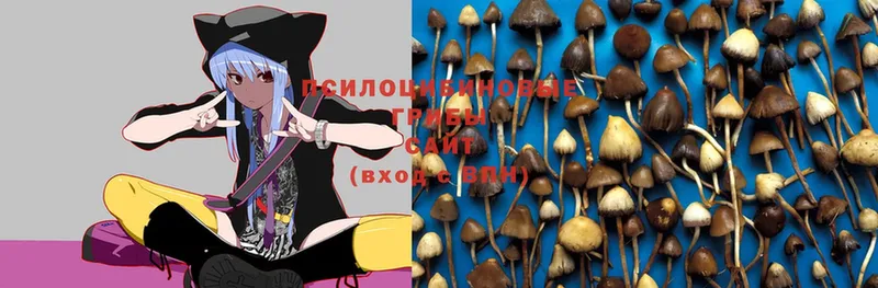 Галлюциногенные грибы Magic Shrooms  Красноперекопск 